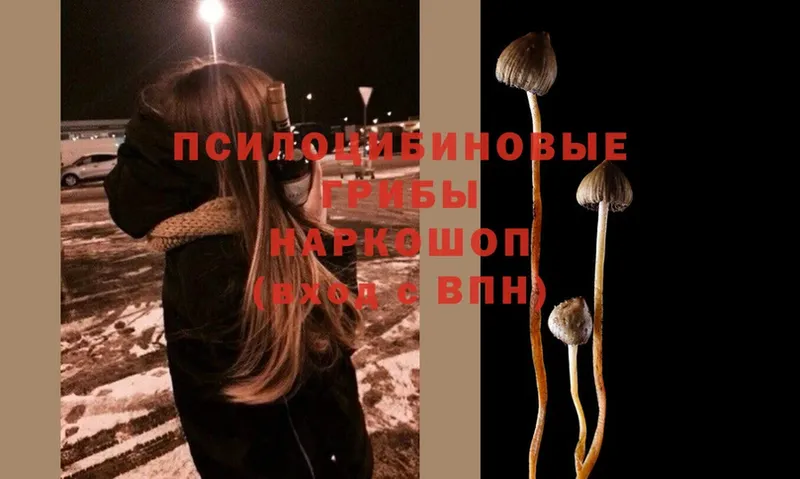 наркота  Кадников  Псилоцибиновые грибы Magic Shrooms 